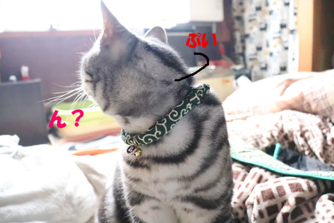 おいら、ちらな~い。