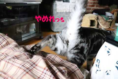 にげろ~っ!