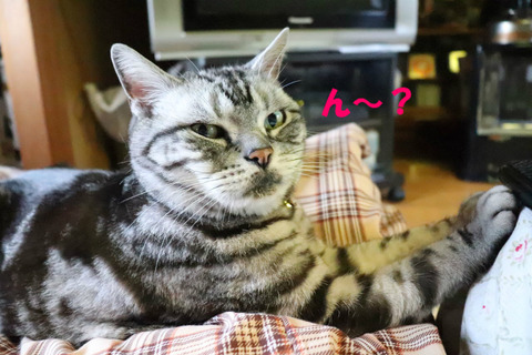 なんでしゅかの?