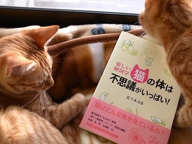 ねこの本
