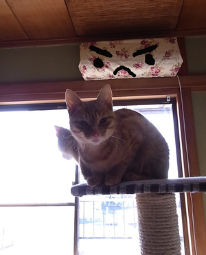 エアコンカバー