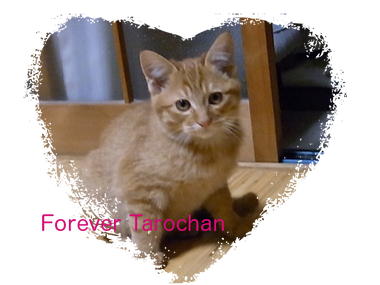 foreverタロちゃんのコピー