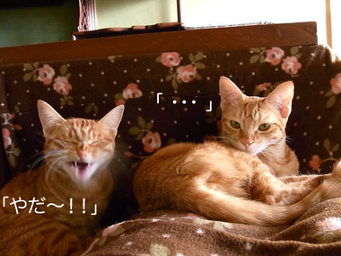 ichisachi