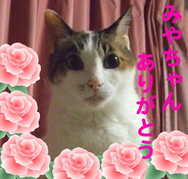 みやchan