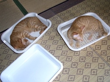 トレイ
