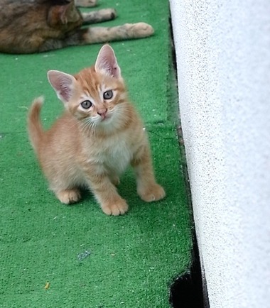 ちびにゃん