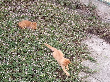 2にゃんこ