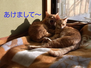 RIMG4218