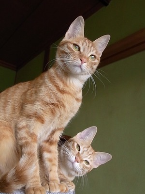 いちこ&さち2