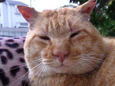 トラッチ