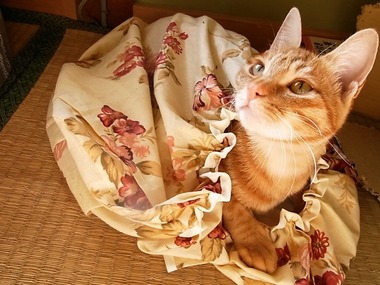 sachi
