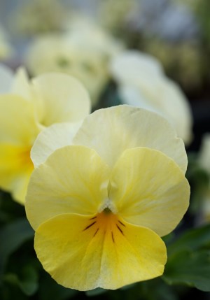 DSC00130
