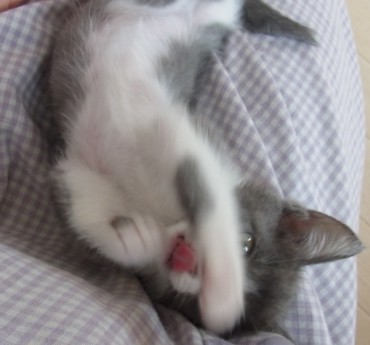 「猫だらけ」