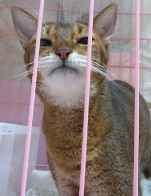 「猫だらけ」