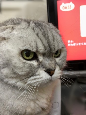 0655「あたし、ねこ」の楽しみ方～♪ : 猫だらけ Powered by