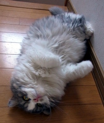 「猫だらけ」