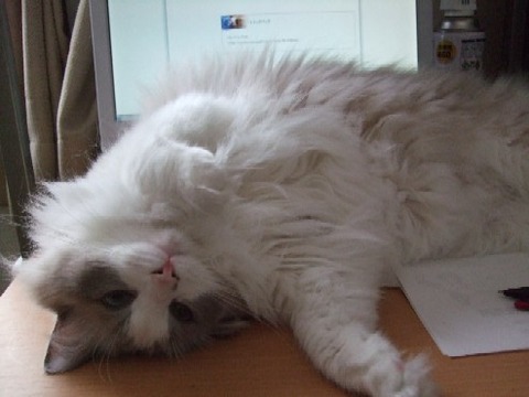 2007_0507猫写真0005
