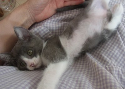 「猫だらけ」