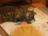 ���ä����������Ƥߤ���ǭ�Υ�����