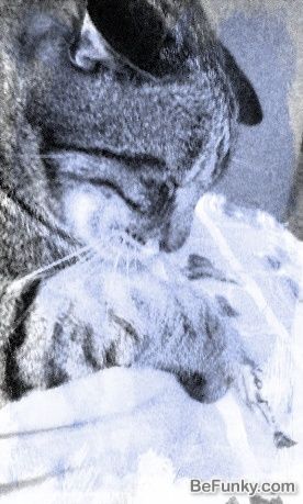 ������ǭ ������ȿ�ʡġ�_Cyanotype_1