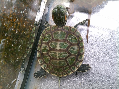 疑惑！ミドリガメ？本当は？？ : 僕と磁石と乾電池