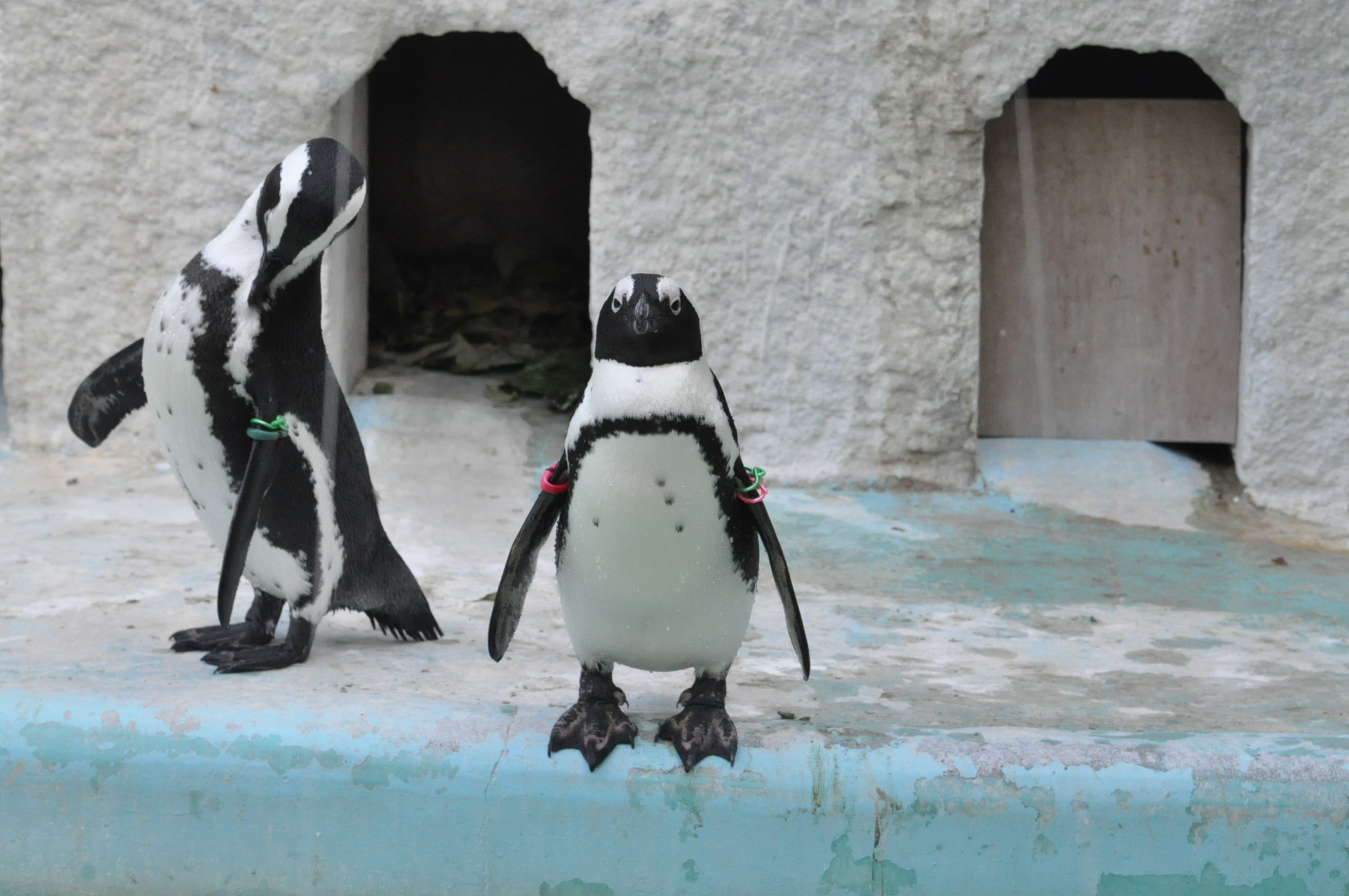 タンク山の動物園 Do Or Die