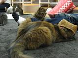 IMG_0052-1