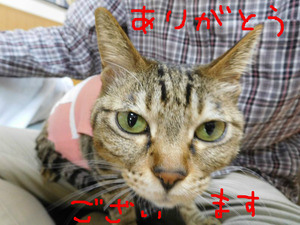 BlogPaint
