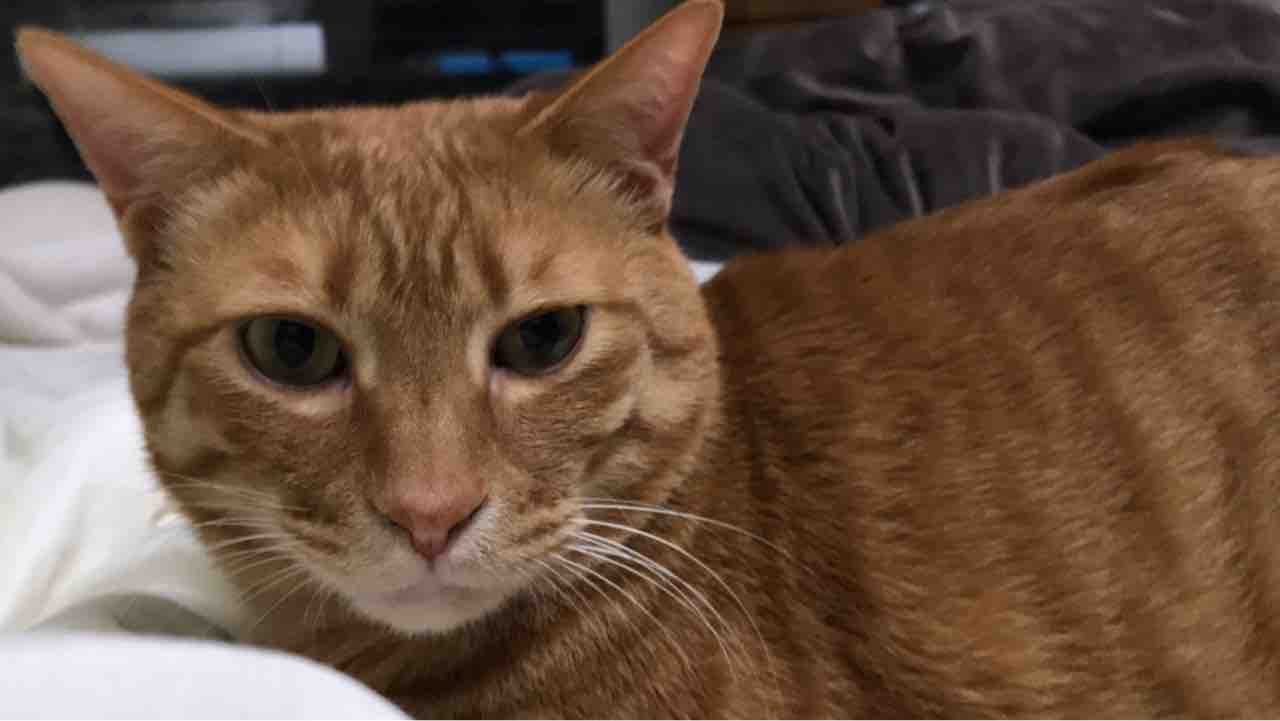 【ニコニコ】ねこかます【動物】part35 YouTube動画>1本 ->画像>130枚