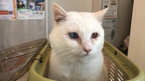 写真 2019-02-03 12 03 00 (1)