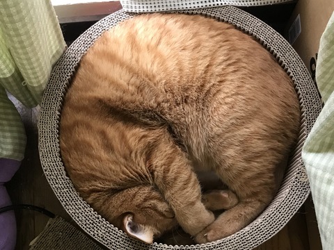 写真 2017-09-17 9 04 58