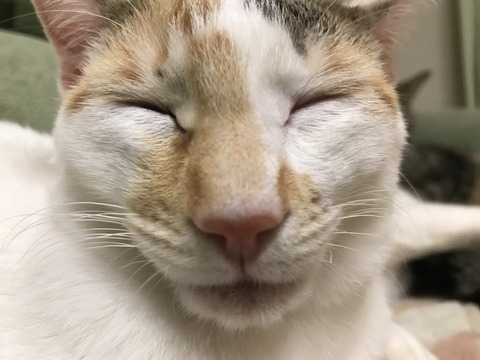 写真 2016-12-31 23 34 58 (1)