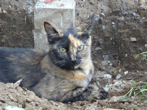 DSC00730