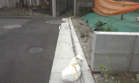 麿キジ4