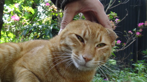 DSC00425 - コピー