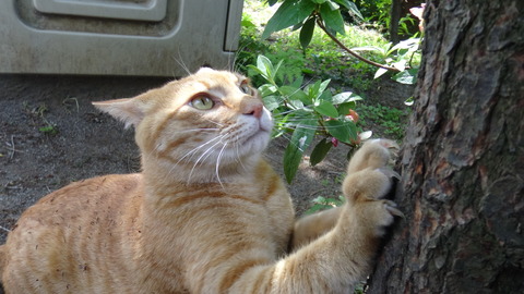 DSC00427 - コピー