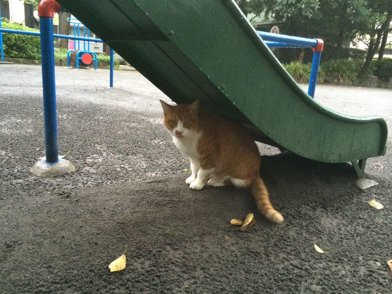 おいしそうな脚の女子校生 234脚目猫ガイジ隔離スレ [無断転載禁止]©bbspink.com	YouTube動画>1本 ->画像>4453枚 