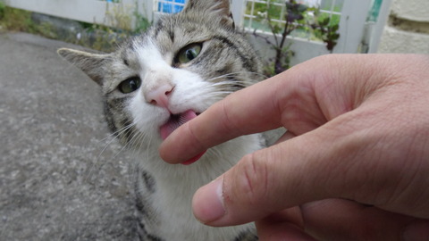 DSC00411 - コピー