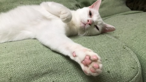 写真 2018-07-09 23 22 26