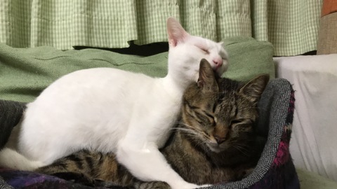 写真 2017-12-18 0 49 03