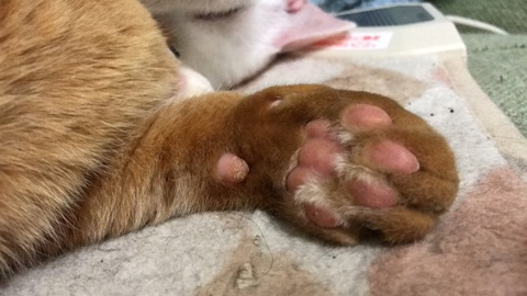 写真 2017-02-09 22 50 53