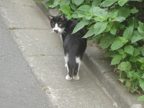 DSC00086