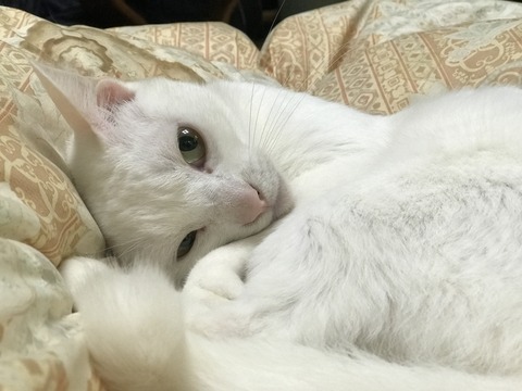 写真 2018-02-07 9 08 30