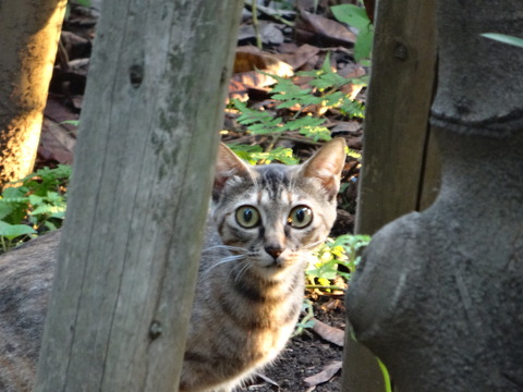 DSC00500