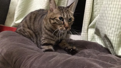 写真 2017-12-25 19 44 09