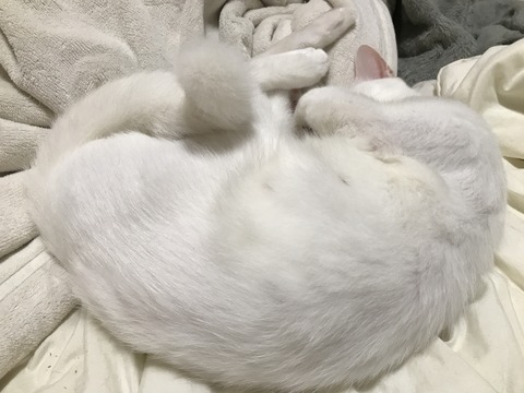 写真 2017-10-04 20 58 20