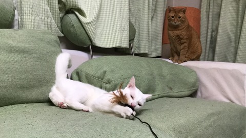 写真 2017-10-31 20 49 21