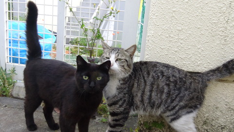 DSC00413 - コピー