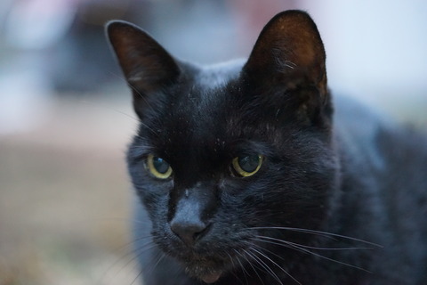 DSC06805