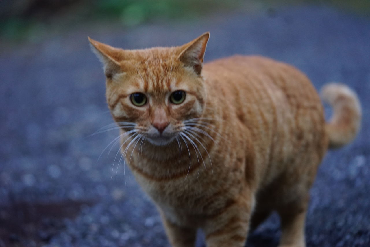 【ニコニコ】ねこかます【動物】part35 YouTube動画>1本 ->画像>130枚